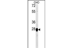 PREPL Antibody (C-term) (ABIN651755 and ABIN2840389) western blot analysis in CHO cell line lysates (15 μg/lane). (PREPL 抗体  (C-Term))
