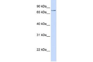 WB Suggested Anti-SYDE1  Antibody Titration: 0.