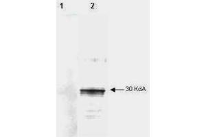 Mab anti-Human LEFTY antibody (clone 7C5G1H6H10) is shown to detect by western blot partially purified recombinant 6X His tagged human LEFTY. (Left-Right Determination Factor (LEFTY-A) 抗体)