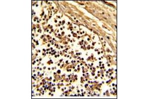 Image no. 3 for anti-CD33 (CD33) (AA 18-48), (N-Term) antibody (ABIN357141)