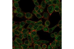 Immunofluorescent analysis of PFA-fixed HeLa cells.