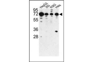 Western blot analysis of PHACTR2 antibody (N-term) (ABIN391910 and ABIN2841724) in HepG2, 293, K562 and Hela cell line lysates (35 μg/lane). (PHACTR2 抗体  (N-Term))