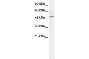 Image no. 1 for anti-Iroquois Homeobox Protein 2 (IRX2) (AA 263-312) antibody (ABIN202610) (IRX2 抗体  (AA 263-312))