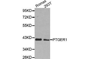 Western Blotting (WB) image for anti-Prostaglandin E Receptor 1 (Subtype EP1), 42kDa (PTGER1) antibody (ABIN1980238)