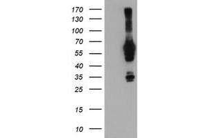 Western Blotting (WB) image for anti-N-Myristoyltransferase 2 (NMT2) antibody (ABIN1499785) (NMT2 抗体)