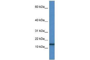 WB Suggested Anti-HIST1H3A Antibody Titration: 1. (HIST1H3A 抗体  (N-Term))