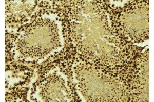 ABIN6275319 at 1/100 staining Mouse testis tissue by IHC-P.