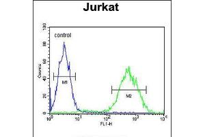 Flow cytometric analysis of Jurkat cells (right histogram) compared to a negative control cell (left histogram). (PRUNE 抗体  (C-Term))
