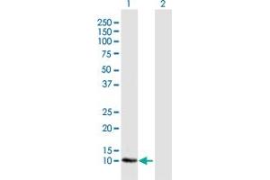 Western Blot analysis of LOC541473 expression in transfected 293T cell line by LOC541473 MaxPab polyclonal antibody. (LOC541473 抗体  (AA 1-131))