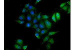 Immunofluorescence (IF) image for anti-ADP-Ribosylation Factor Interacting Protein 2 (ARFIP2) (AA 20-295) antibody (ABIN7144576)
