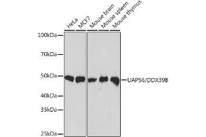 Western blot analysis of extracts of various cell lines, using U/DDX39B Rabbit mAb (ABIN7266696) at 1:1000 dilution. (DDX39B 抗体)