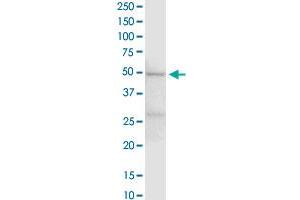 EEF1G MaxPab rabbit polyclonal antibody. (EEF1G 抗体  (AA 1-437))