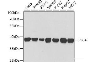 Western blot analysis of extracts of various cell lines using RFC4 Polyclonal Antibody at dilution of 1:1000. (RFC4 抗体)