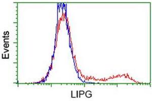 Flow Cytometry (FACS) image for anti-Lipase, Endothelial (LIPG) antibody (ABIN1499173) (LIPG 抗体)