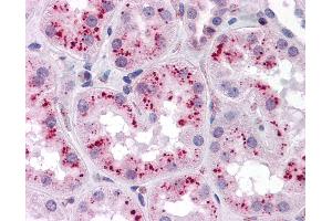 Anti-ZMYM4 antibody IHC of human kidney. (ZMYM4 抗体  (C-Term))