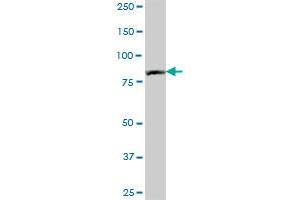 PNPT1 MaxPab polyclonal antibody. (PNPT1 抗体  (AA 1-783))