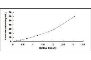 ELISA image for Glutamate Decarboxylase-Like 1 (GADL1) ELISA Kit (ABIN572418) (GADL1 ELISA 试剂盒)