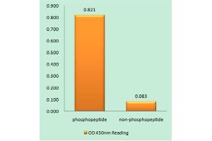 Immunohistochemistry analysis of paraffin-embedded human brain tissue using NMDAR1 (Phospho-Ser890) antibody. (GRIN1/NMDAR1 抗体  (pSer890))