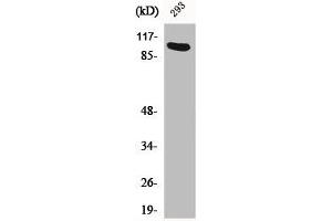 Western Blot analysis of 293 cells using Ah Receptor Polyclonal Antibody (Aryl Hydrocarbon Receptor 抗体  (Ser36))