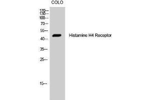 Western Blotting (WB) image for anti-Histamine Receptor H4 (HRH4) (Internal Region) antibody (ABIN3185013) (HRH4 抗体  (Internal Region))