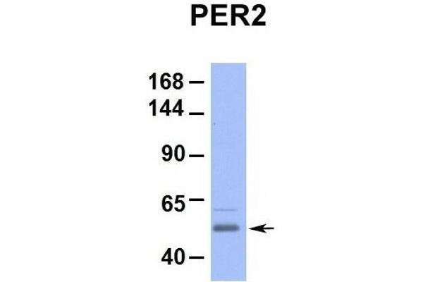 PER2 抗体  (Middle Region)