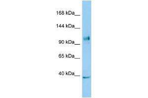 Host: Rabbit Target Name: NLRX1 Sample Type: COLO205 Whole Cell lysates Antibody Dilution: 1. (NLRX1 抗体  (C-Term))
