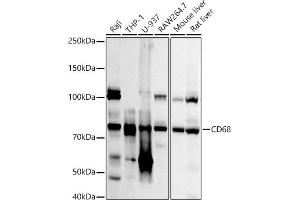 Western blot analysis of extracts of various cell lines, using CD68 antibody (ABIN7266212) at 1:1000 dilution. (CD68 抗体  (AA 16-200))
