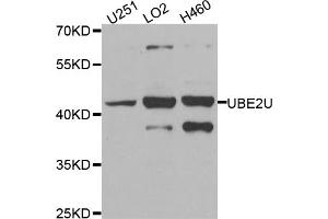 Western blot analysis of extracts of various cell lines, using UBE2U antibody (ABIN5974574) at 1/1000 dilution. (UBE2U 抗体)