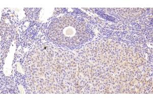 Detection of CD33 in Mouse Ovary Tissue using Polyclonal Antibody to Cluster Of Differentiation 33 (CD33) (CD33 抗体  (AA 18-240))