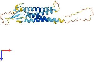AlphaFold protein structure predicition of Human Recombinant TMEM204 Protein, UniprotID Q9BSN7 (TMEM204 Protein (AA 1-226) (His tag))