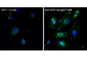 Immunofluorescence (IF) image for anti-Green Fluorescent Protein (GFP) antibody (DyLight 488) (ABIN7273060) (GFP 抗体  (DyLight 488))