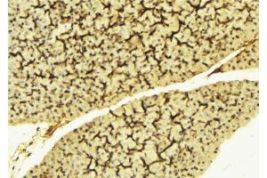 ABIN6269112 at 1/100 staining Mouse liver tissue by IHC-P. (LYN 抗体  (C-Term))