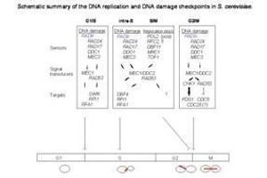 Checkpoints are mechanisms that impose delays in the cell cycle in response to DNA damage or defects in DNA replication, to ensure that mitotic transmission is error-free. (RAD9A 抗体  (Ser1129))