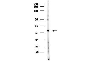 anti-Vang-Like 1 (Vangl1) (Internal Region) antibody