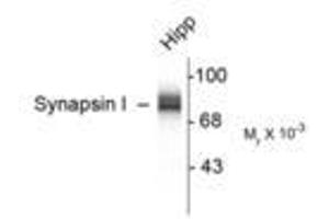Image no. 1 for anti-Synapsin I (SYN1) antibody (ABIN305714) (SYN1 抗体)