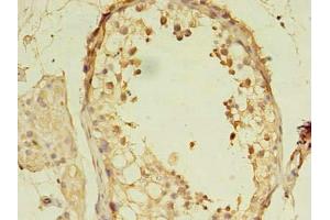 Immunohistochemistry of paraffin-embedded human testis tissue using ABIN7160198 at dilution of 1:100