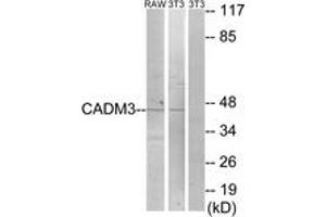 Western blot analysis of extracts from NIH-3T3/RAW264. (CADM3 抗体  (AA 141-190))