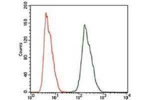 Flow cytometric analysis of HeLa cells using ALDH2 mouse mAb (green) and negative control (red). (ALDH2 抗体  (AA 317-517))