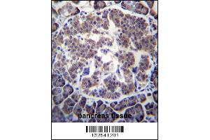 TBL2 Antibody immunohistochemistry analysis in formalin fixed and paraffin embedded human pancreas tissue followed by peroxidase conjugation of the secondary antibody and DAB staining. (TBL2 抗体  (N-Term))