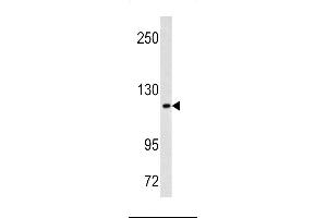 Western blot analysis of ML3 antibody (C-term) (ABIN390676 and ABIN2840971) in Hela cell line lysates (35 μg/lane). (MAML3 抗体  (C-Term))