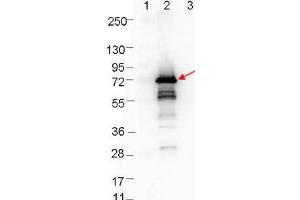 Western blot showing detection of 0. (OspA 抗体)