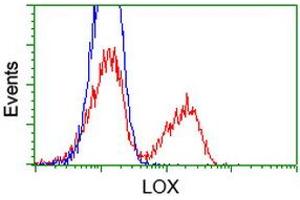 Image no. 1 for anti-Lysyl Oxidase (LOX) (AA 22-168) antibody (ABIN1491219) (LOX 抗体  (AA 22-168))