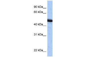 WB Suggested Anti-SPOP Antibody Titration:  0. (SPOP-B 抗体  (C-Term))