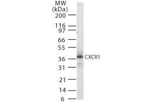 Image no. 1 for anti-Chemokine (C-X-C Motif) Receptor 1 (CXCR1) (AA 330-341) antibody (ABIN303967) (CXCR1 抗体  (AA 330-341))