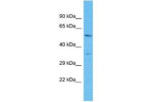 Western Blotting (WB) image for anti-Olfactory Receptor, Family 4, Subfamily C, Member 16 (OR4C16) (C-Term) antibody (ABIN2791734) (OR4C16 抗体  (C-Term))