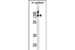Western blot analysis in mouse spleen tissue lysates (35ug/lane). (SLC15A3 抗体  (AA 168-197))