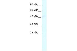 WB Suggested Anti-PAX5 Antibody Titration:  0. (PAX5 抗体  (N-Term))