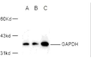 Western blot analysis of GAPDH expression in 293A (A) and Hela (B) whole cell lysates and mouse kidney tissue extract (C) using GAPDH polyclonal antibody (E1C604). (GAPDH 抗体)