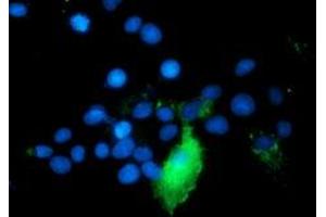 Immunofluorescence (IF) image for anti-TNF Receptor-Associated Protein 1 (TRAP1) antibody (ABIN1501500) (TRAP1 抗体)