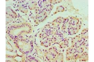 Immunohistochemistry of paraffin-embedded human pancreatic tissue using ABIN7165122 at dilution of 1:100 (BANP 抗体  (AA 1-260))